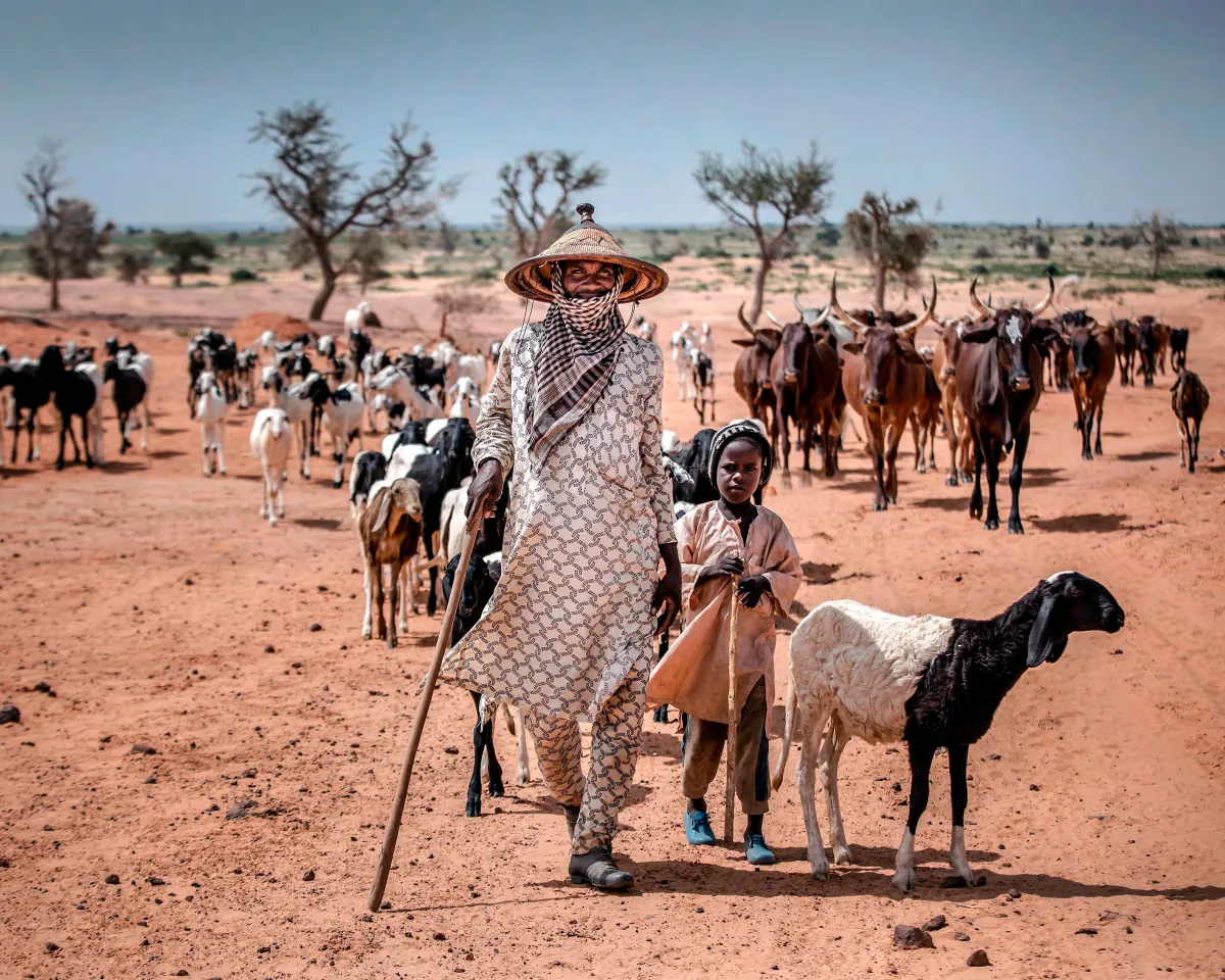 A photo showing a Nomadic Fulani man and his son walking with their cattle on the way to Nigeria in a remote area near Maradi, Niger on July 29, 2019.