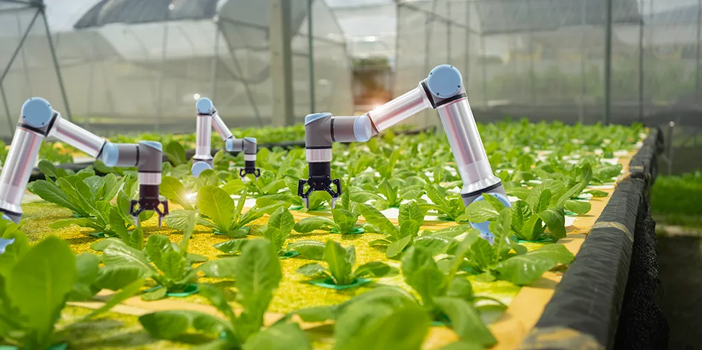 Smart farming agricultural technology and smart arm robots harvesting hydroponics vegetables.