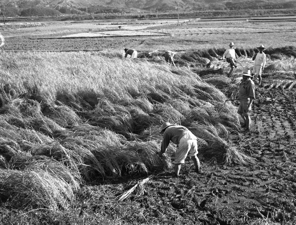 Black and white photo of several farmers using short scythes to harvest the rice crop in a large field.